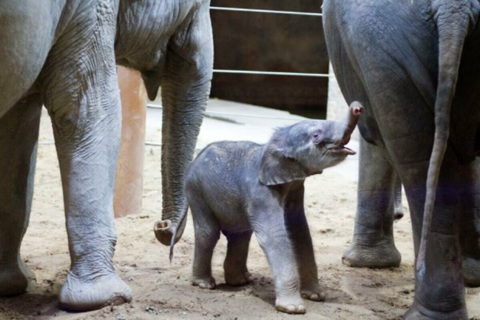 Die ersten Monate bereitete der kleine Elefant den Pflegern einige Sorgen. Zuletzt soll seine Entwicklung jedoch besser verlaufen.