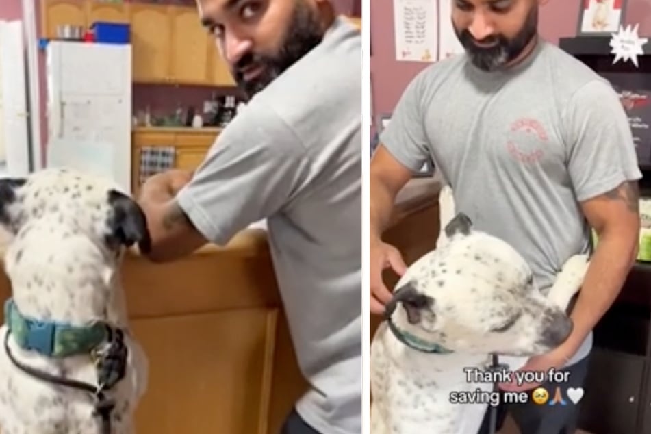 At first it looks as if the dog is checking the paperwork, then he happily falls into its owner's arms.