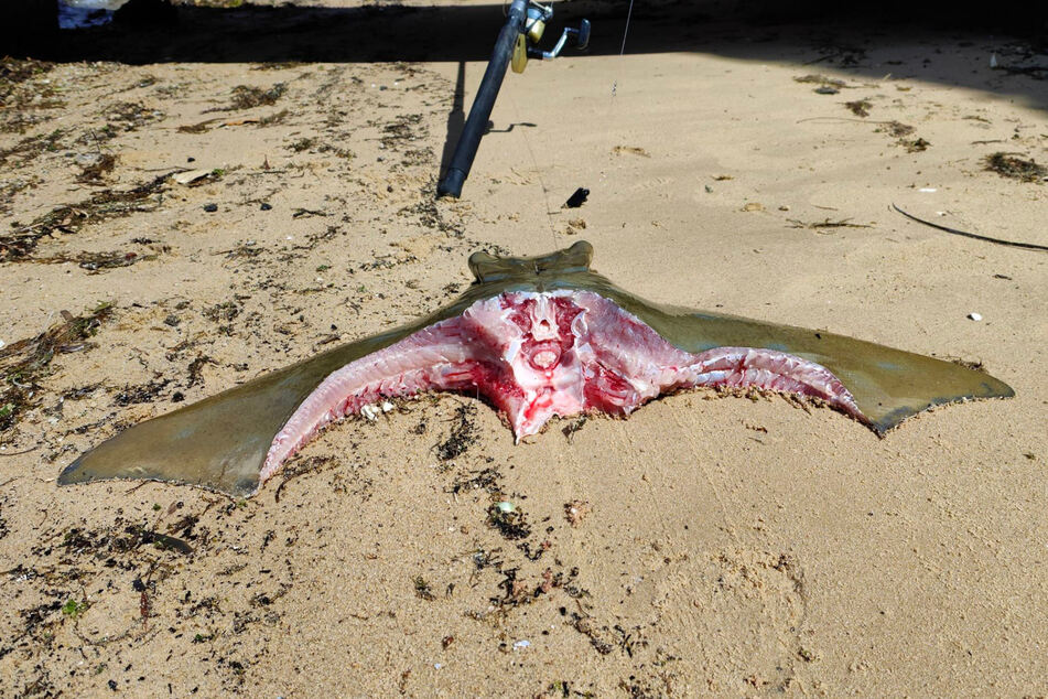 This is the stingray that amateur angler Liam pulled from the Swan River in Australia.