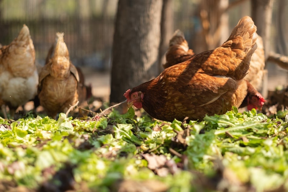 Hühner fressen die Maden der Walnussfruchtfliege. Natürliche Feinde sind auch weitere Vögel sowie Insekten.