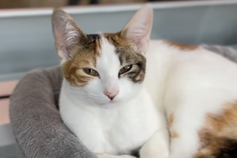 Schnell war aber klar: Muffin hatte die Katzenkinder nicht zur Welt gebracht, sondern sich nur um sie gekümmert.