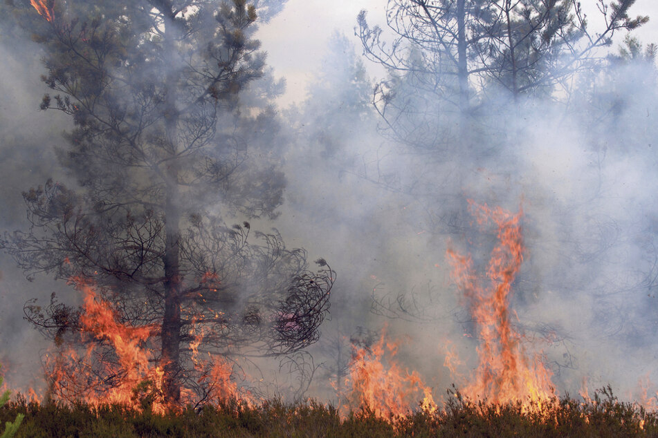 Bisher hat es in diesem Jahr im sächsischen Wald noch nicht gebrannt. Aber: Die aktuelle Waldbrandgefahr steigt bis Sonntag für den Norden bis auf die höchste Warnstufe. (Symbolbild)
