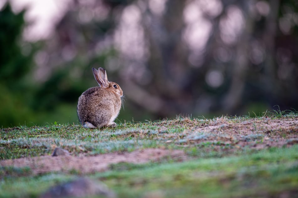 Auch der Osterhase wird am Sonntag auf der Märchenstraße vorbeischauen. (Symbolbild)