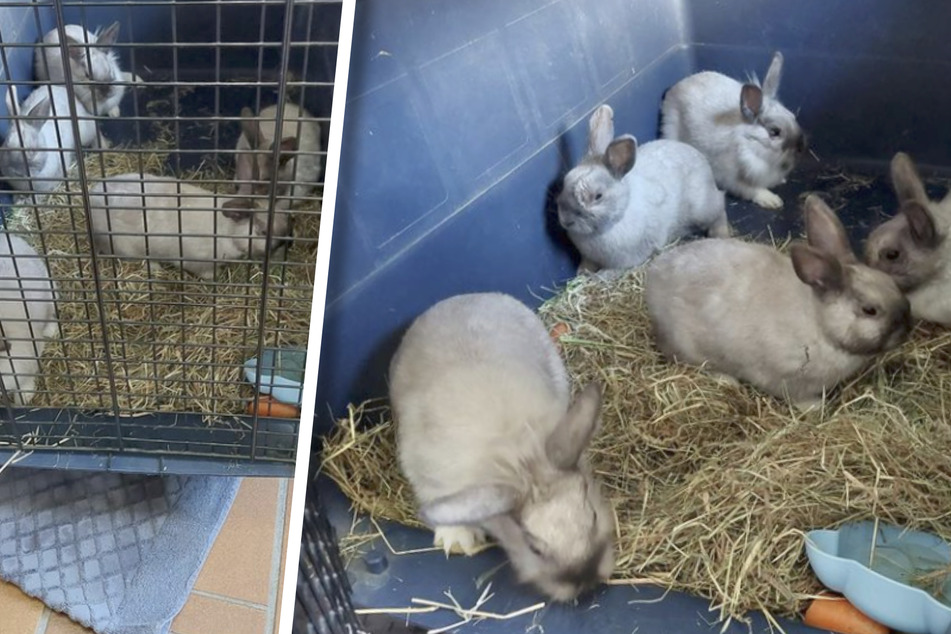 "In katastrophalem Zustand": Fünf ausgesetzte Kaninchen vor dem sicheren Tod bewahrt