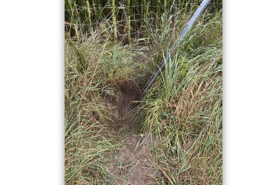 Nach Angaben der Halterin soll sich das Wolfsrudel unter dem Zaun hindurchgegraben haben.