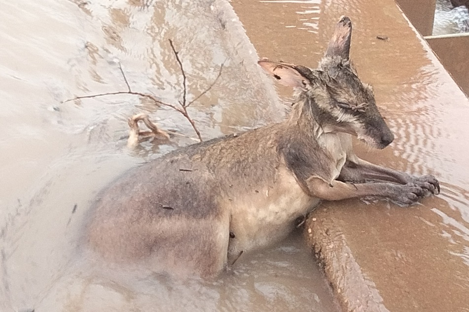 Dieses durchnässte Känguru ruht sich inmitten der Wassermassen aus und hält sich an einer Steinkante fest.