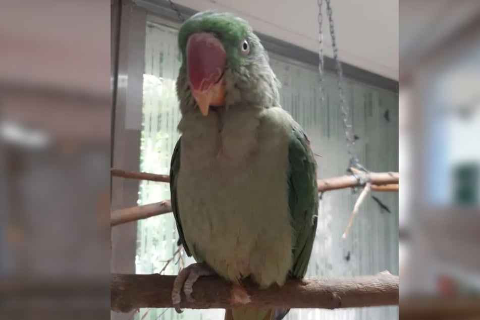 Die ältere Vogeldame mag es eher ruhiger und sucht einen passenden Partner zum Kuscheln.