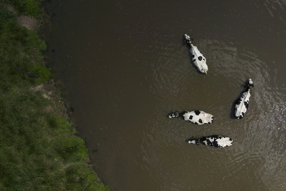 Auch die Tiere leiden: Kühe kühlen sich bei Hitze in einem Teich auf einem Bauernhof im Ontario Greenbelt in der Nähe von Guelph in Kanada ab.