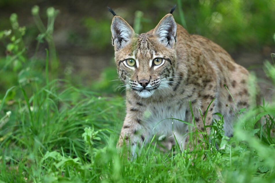 Nach vier Wochen Quarantäne kommt die Luchs-Dame in das Freigehege des Nationalparks an der Rabenklippe. (Archivbild)