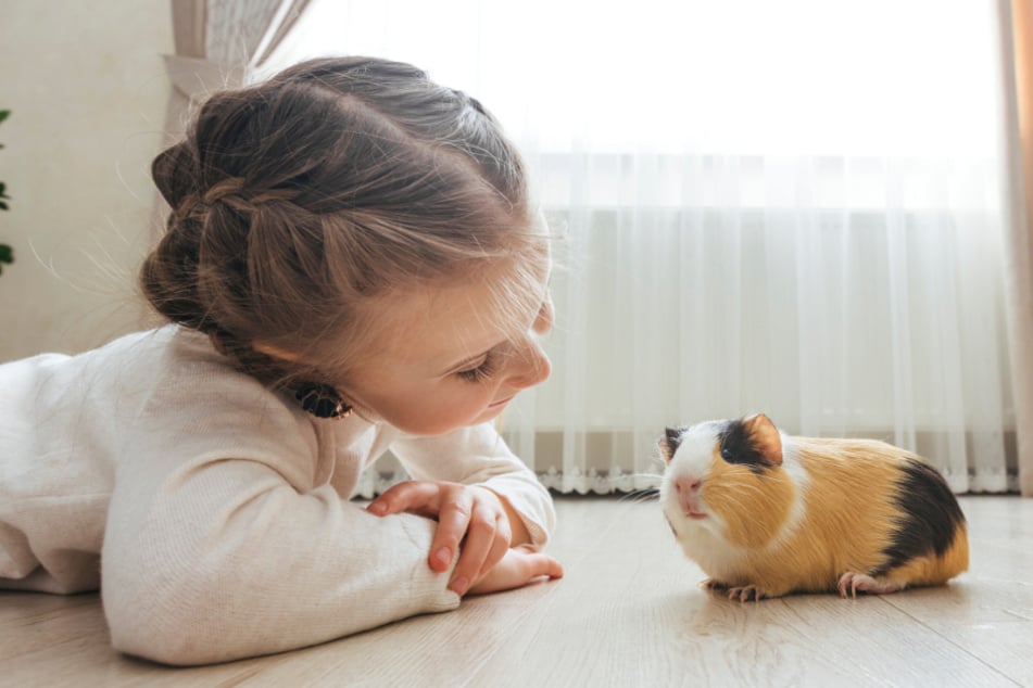 Zu Beginn der Eingewöhnungszeit sollte man etwas Abstand zum Meerschweinchen halten.