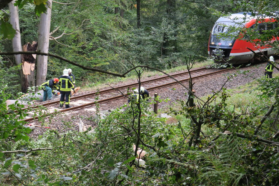 Auf der Bahnstrecke zwischen Zwickau und Johanngeorgenstadt stürzte am Freitagnachmittag ein massiver Baum auf das Gleis - der Zugverkehr kam zum Erliegen.