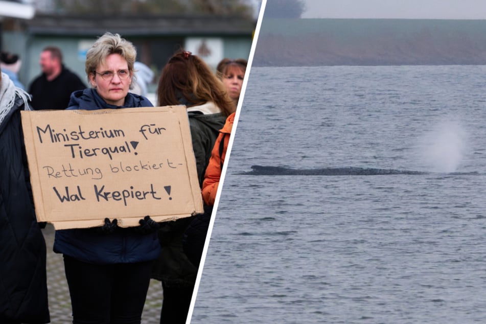 Gestrandeter Buckelwal atmet schwächer: Erneute Proteste
