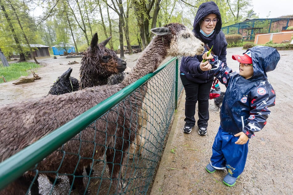 Paul Vieweg (4) und Mutter Kathrin Vieweg (42) trotzen dem Wetter und füttern bei ihrem Besuch im Amerika Tierpark Limbach-Oberfrohna zuerst die Alpakas.