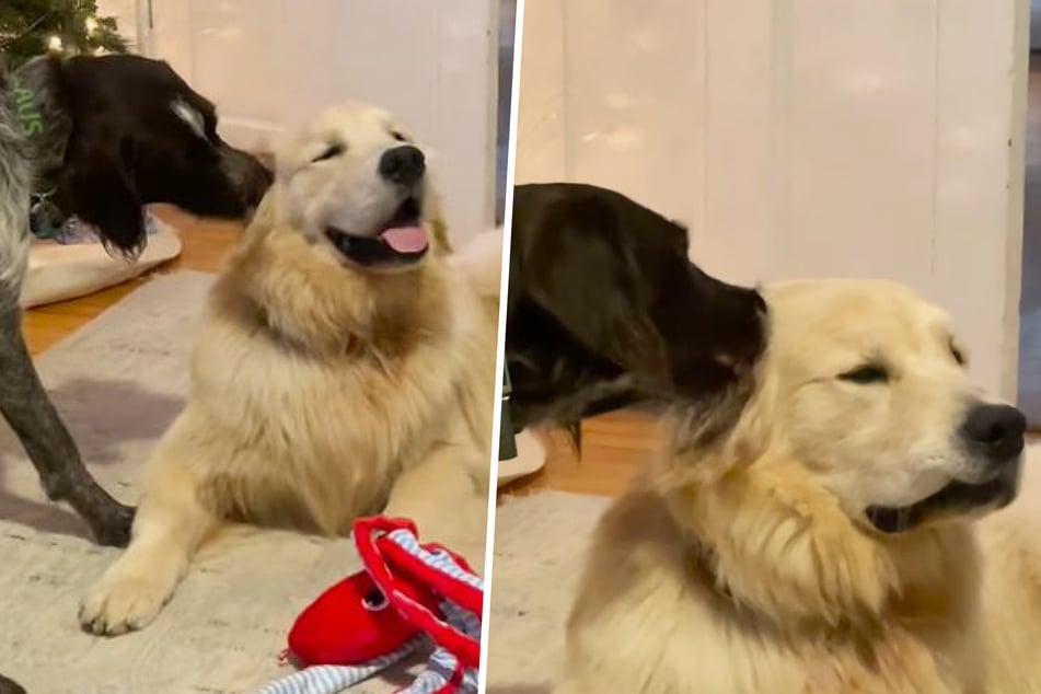 Dog licks golden retriever's ear: When owner finds out why, she is moved to tears