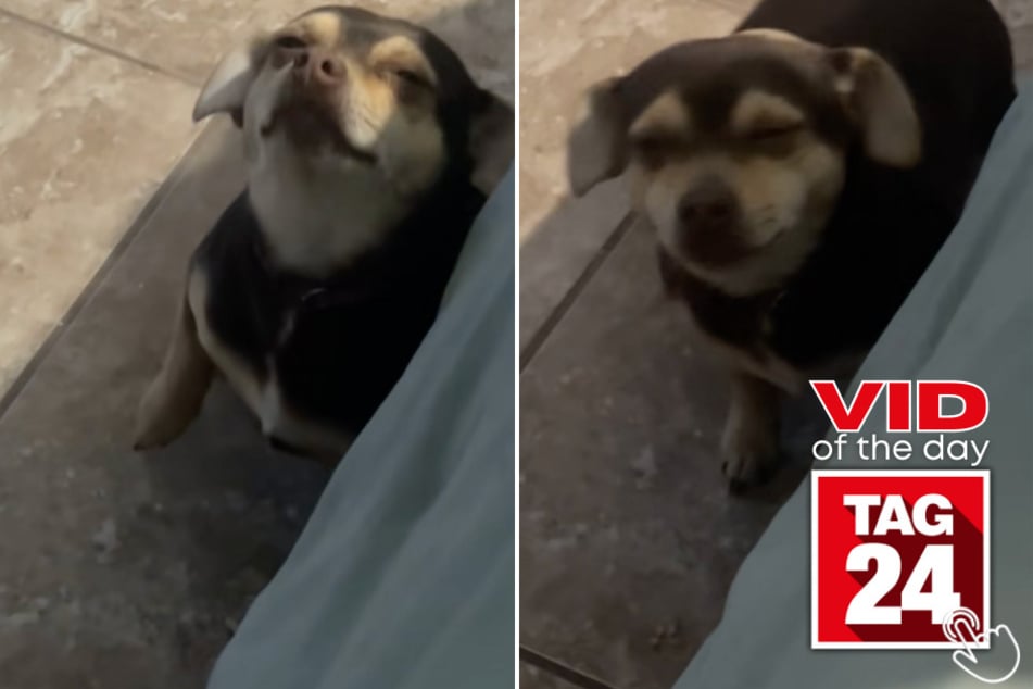 Today's Viral Video of the Day features a dog who was caught committing some stinky acts by his human mama in their home!