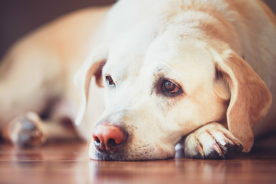 Wurmbefall beim Hund: Wie erkennst Du ihn und was kannst Du dagegen tun?