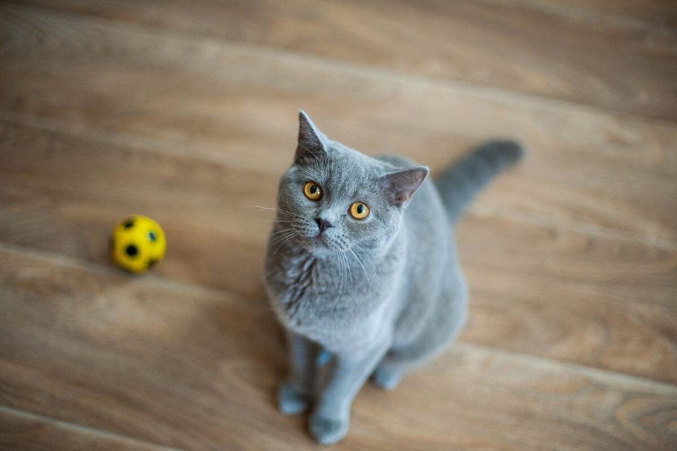 Make sure that your cat is in the right mood before attempting a game of fetch.