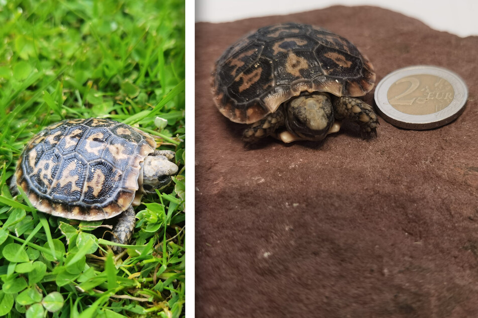 Das kleinste Jungtier im Zoo Magdeburg: Schildkröten haben niedlichen Nachwuchs