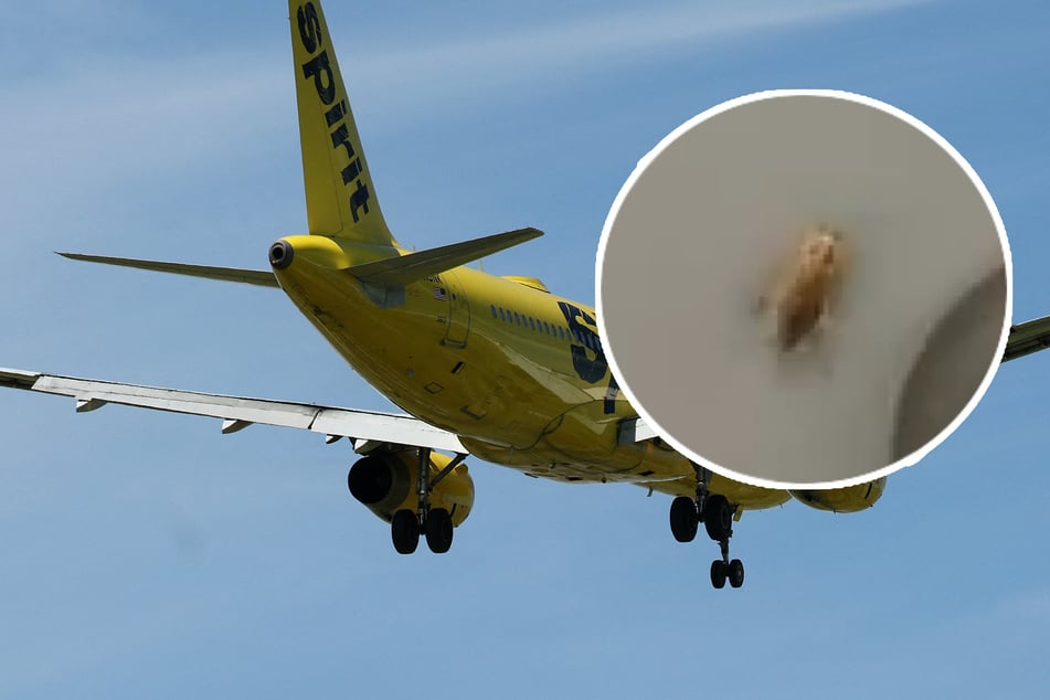 「これはクレイジー」：飛行機内のゴキブリを撮影した女性