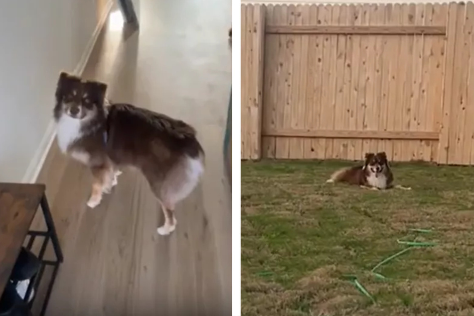 When this apartment dog saw his new home for the first time, he went adorably wild!