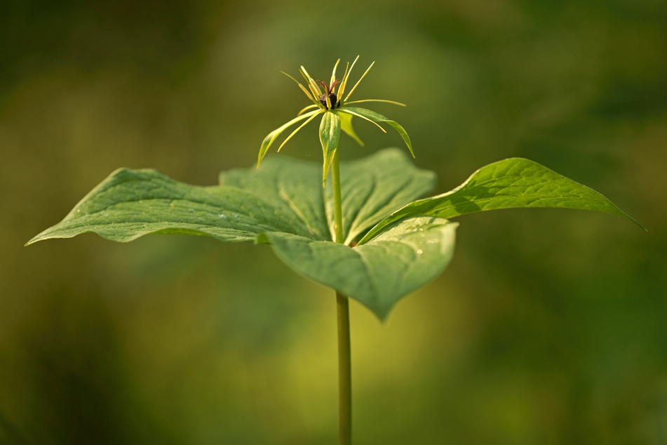 Die vierblättrige Einbeere mit Blüte ist zur Blume des Jahres 2022 gewählt worden.
