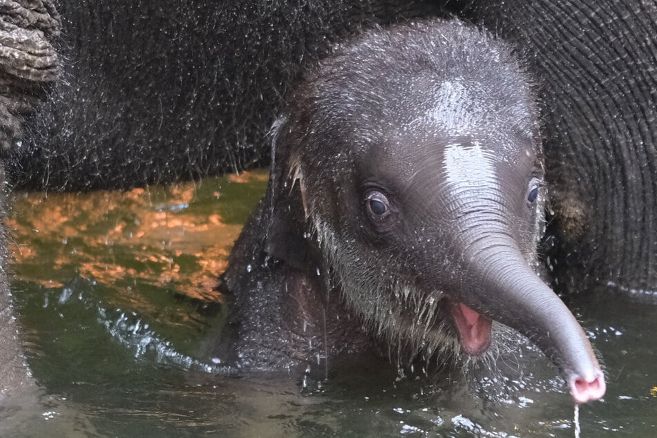 8500 Ideen: So heißt der kleine Elefant im Zoo Leipzig!