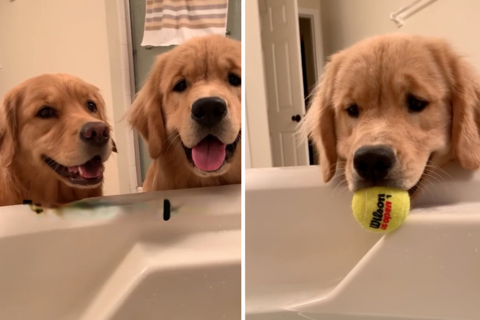 Two golden retrievers went viral on TikTok for hilariously interrupting their owner's bath.