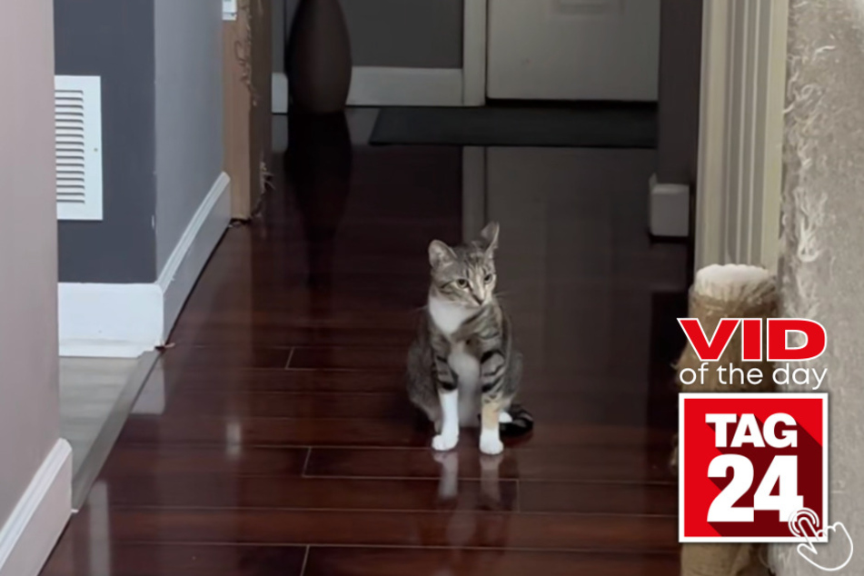 Today's Viral Video of the Day will leave you in shock with a cat owner catching his furry feline meowing along to one of her favorite songs!