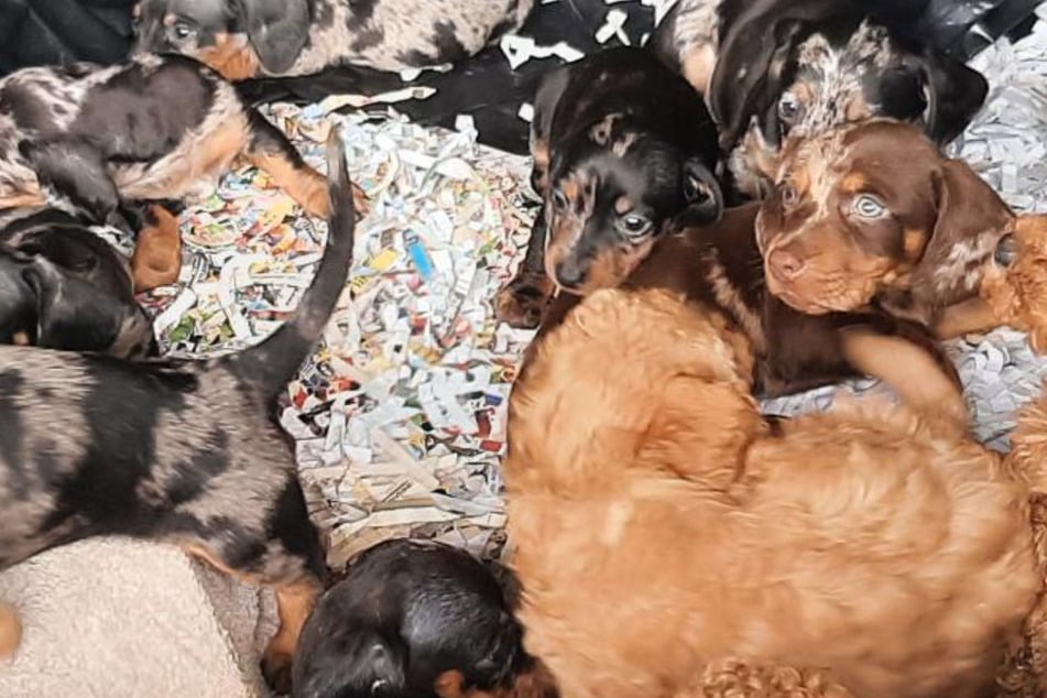 20 Hundewelpen im Kofferraum: Polizei stoppt illegalen Tierschmuggel