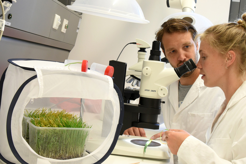 Marie Himmel, Masterstudentin für organische Biotechnologie, untersucht mit Doktorant Axel Touw aus einem Netzkäfig entnommene Blätter mit Getreideblattläusen, die zu einem kontrollierten Blattlausexperiment mit Winterweizen gehören.