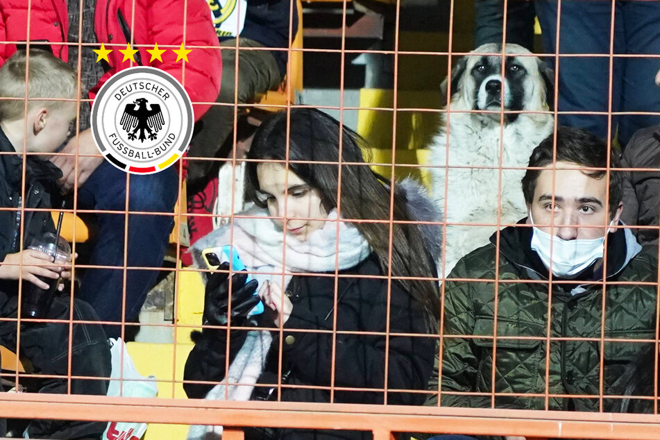 Flitzer-Alarm bei Armenien gegen Deutschland: Doch der heimliche Star ist ein pfiffiger Straßenhund!