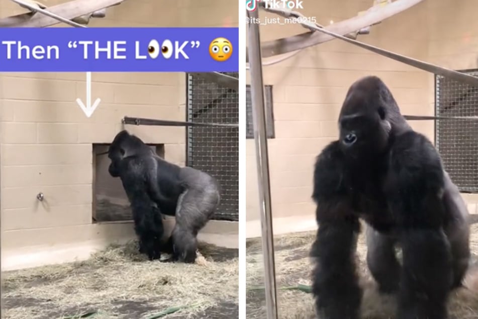 A gorilla with smooth moves is going viral on TikTok