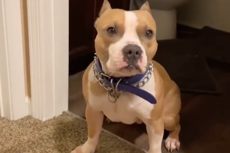 Der Pitbull Bando ist auf TikTok ein kleiner Star und bei sich zu Hause vermutlich der stärkste Hund weit und breit.