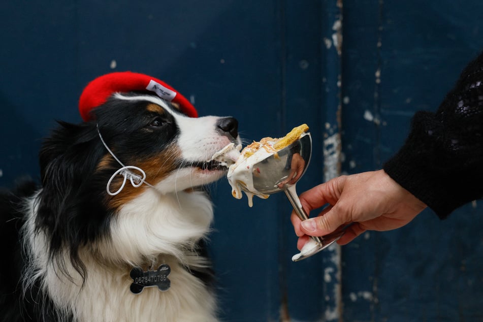 Marley, a miniature American Shepherd dog, eats a "Vip Pup Cup" at Le Bone Appart dog cafe in Paris on May 7, 2026.
