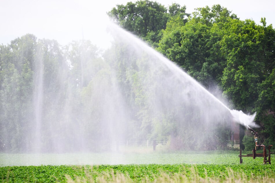 Ein Wassersprenger bewässert ein Feld mit Kartoffeln. Bewässerung ist aktuell ein großes Thema in der Landwirtschaft.