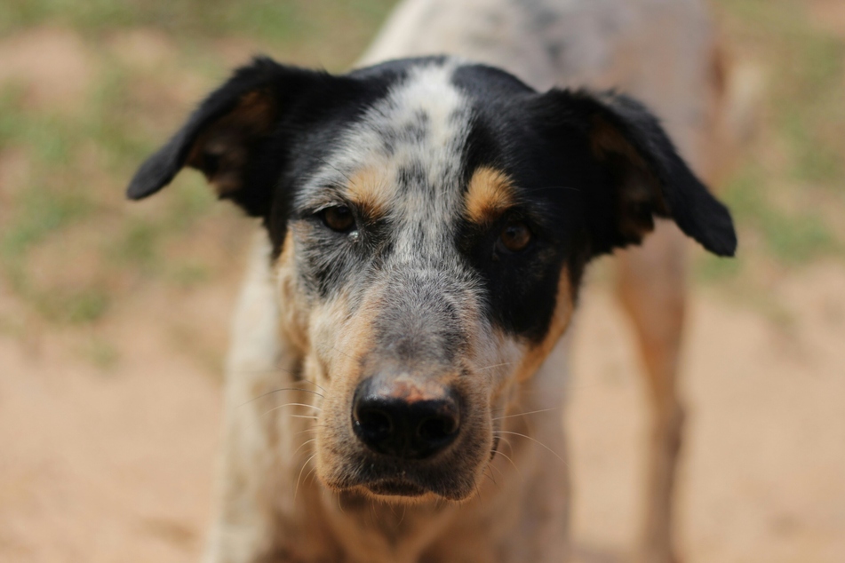 Your dog's whiskers help to protect its face and body.