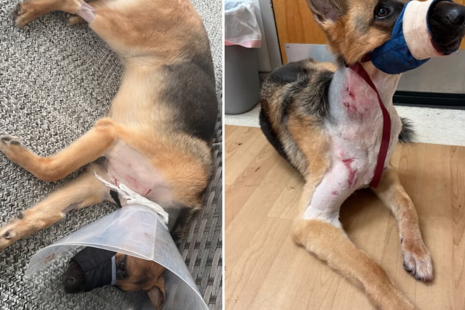À peine s'en être sorti vivant : le chien de berger Zeus attaqué brutalement par un alligator