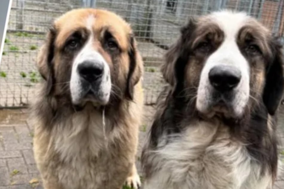 Einsame Hunde auf Firmengelände zurückgelassen: Lolek und Bolek nicht mehr wiederzuerkennen