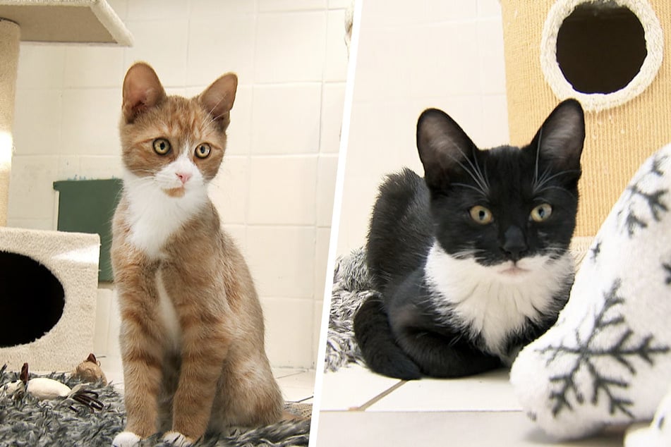 Hanni (rechts) und Hubert (links) mussten schon früh in ihrem Leben traurige Verluste verkraften. Ein neues Zuhause beziehen sie deshalb nur im Doppelpack.