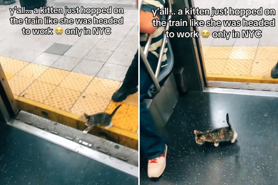 Un petit chat errant se perd dans une rame de métro.