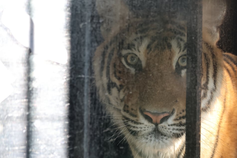 Leipzig: "Spielen und kuscheln miteinander": So geht es den beschlagnahmten Tigern von Carmen Zander in Spanien