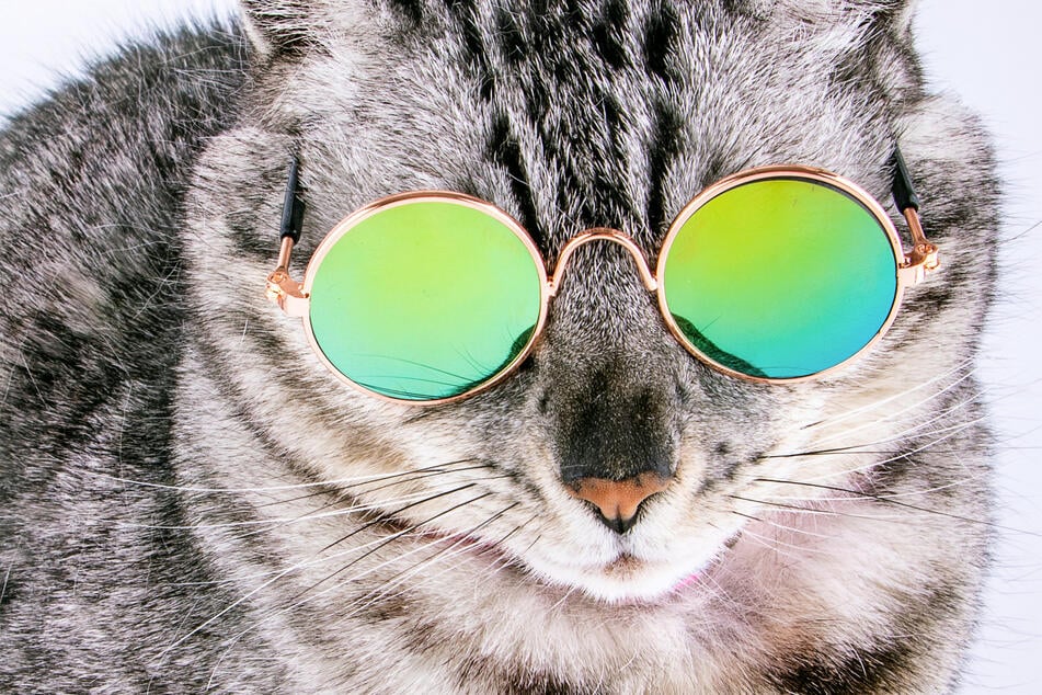 There are many cats in the world – but they're not all as cool as this kitty!