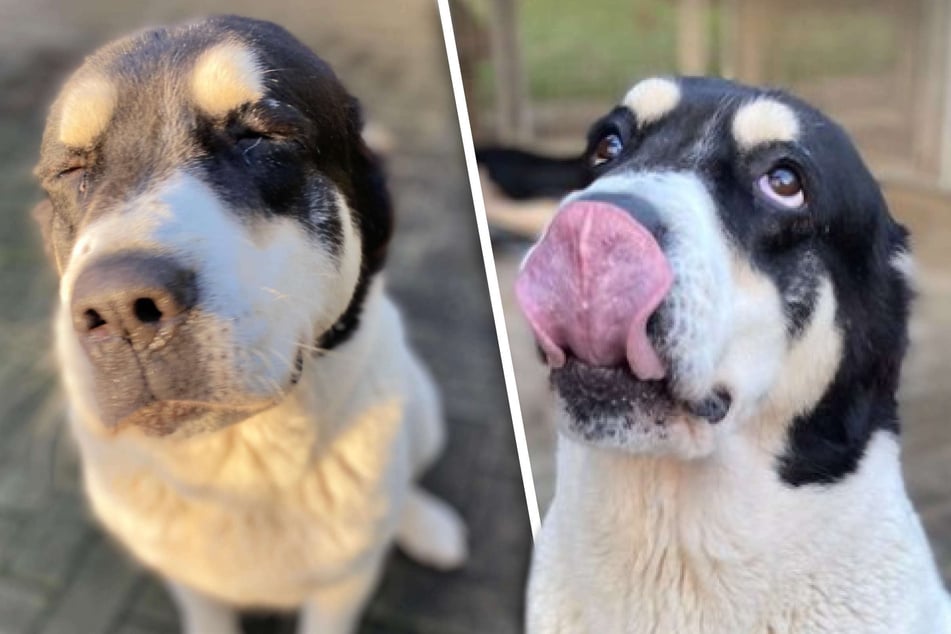 Nach schlimmer Vergangenheit: Hund ohne Ohren wünscht sich eine neue Chance