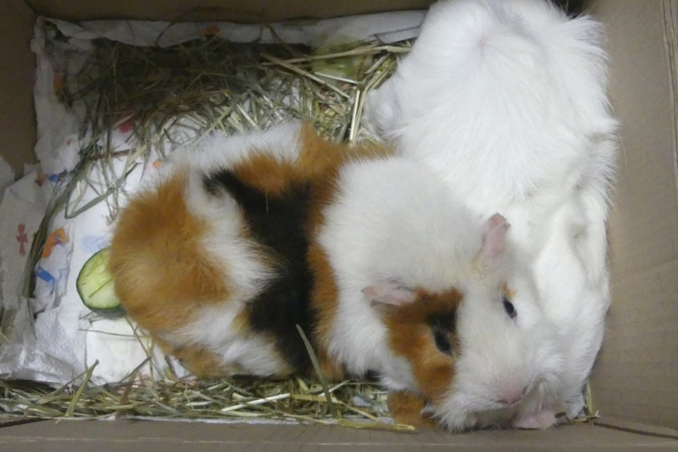 Die beiden Meerschweinchen wurden eiskalt und völlig auf sich allein gestellt ausgesetzt. Hinweise auf ihre einstigen Besitzer gibt es nicht.