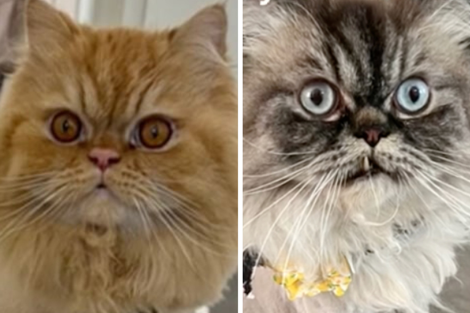Persian cats' hair-raising haircuts have TikTok in hiss-terics with "cat groomer fail"