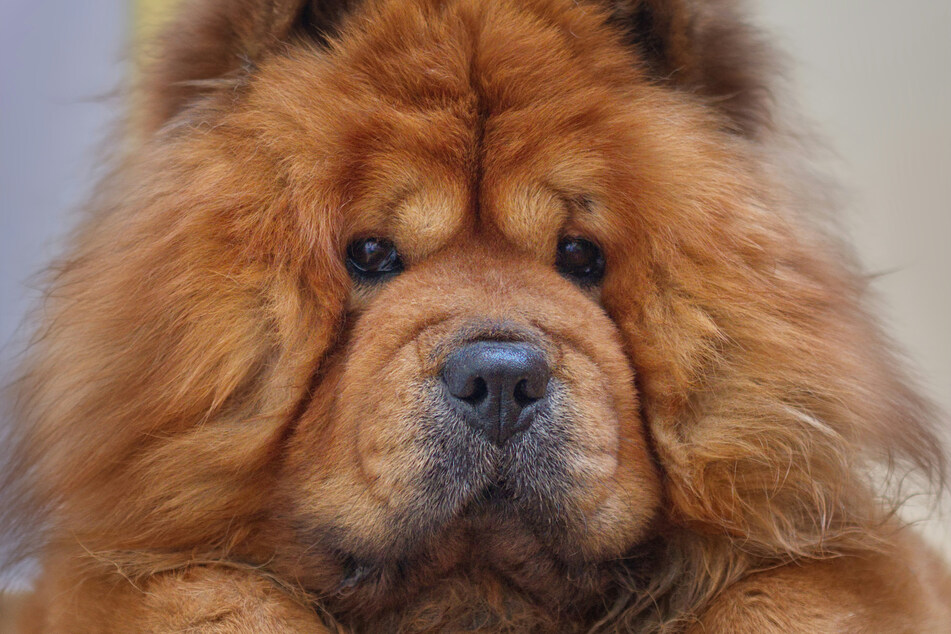 The chow chow is an impressive, but very low-energy, dog breed.