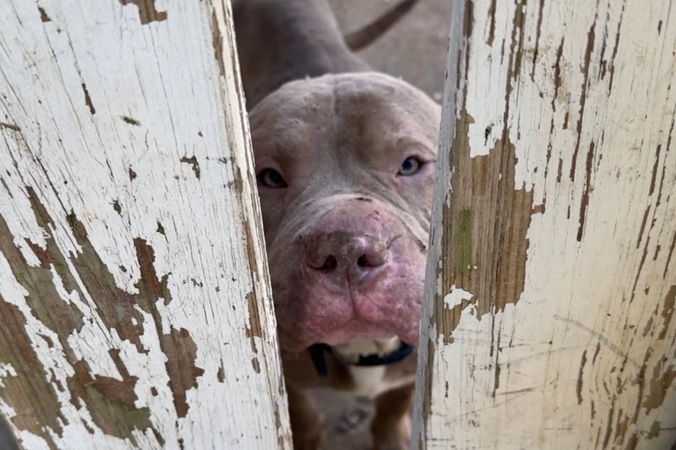 This dog seemed to know what he wanted.