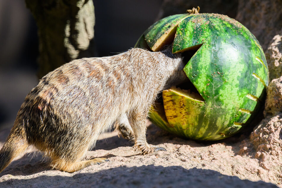 Eistorten, Melonen und Duschen: So lassen es sich Zootiere gut gehen