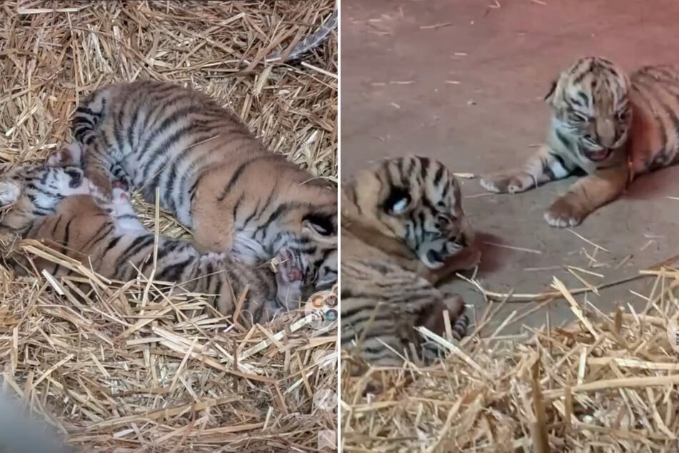 Como Zoo welcomes rare tiger cubs with adorable announcement