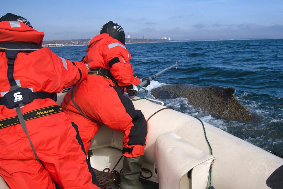 Riskante Rettungsaktion in der Ostsee! Buckelwal erneut aufgetaucht
